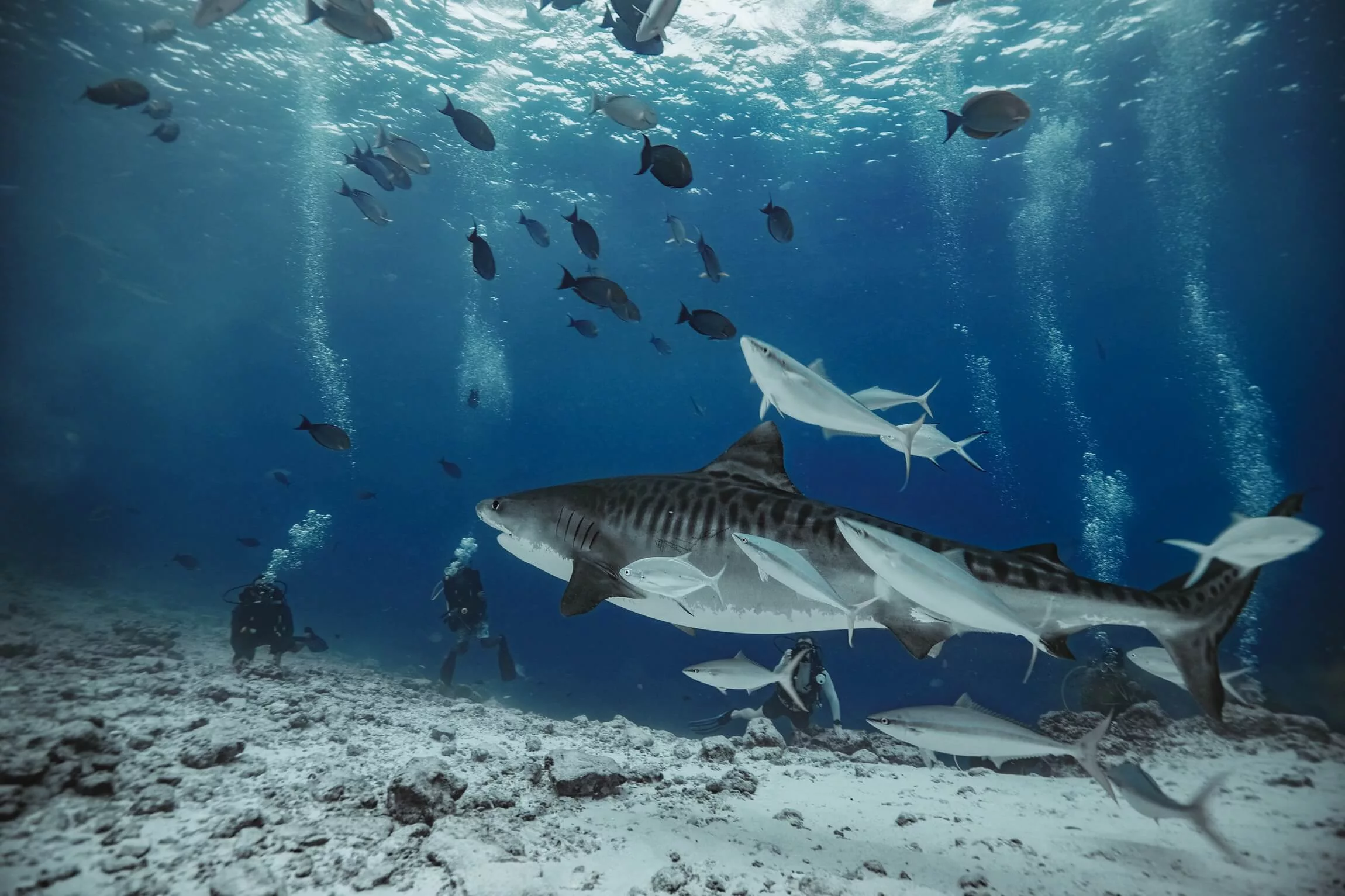 Southern Shark Adventure