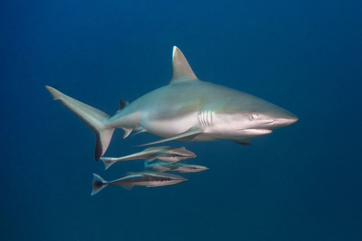 Sharktastic